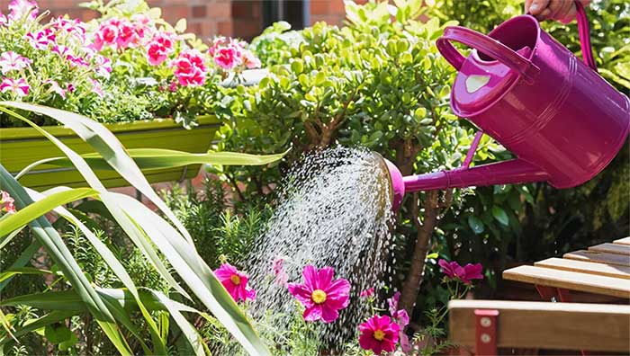 بهترین آب برای آبیاری گیاهان باغ