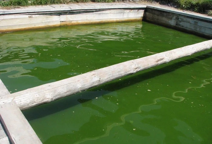 حذف بوی بد آب 